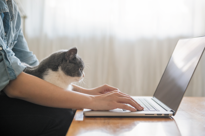 how to help cats, where to donate money to help cats