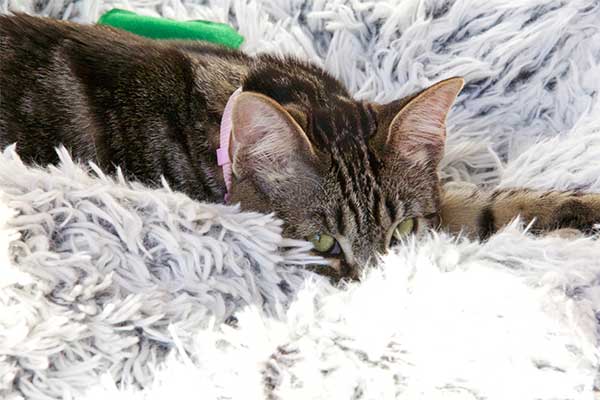 Image with missing alt attribute found on catster.com