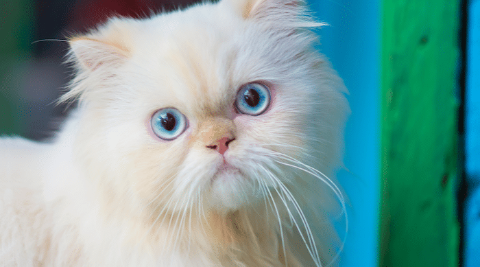 Image with missing alt attribute found on catster.com