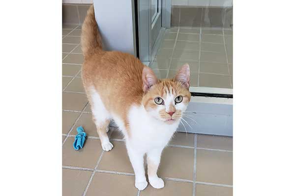 Image with missing alt attribute found on catster.com