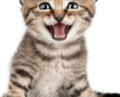 How To Make Your Cat Smile