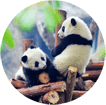 Image with missing alt attribute found on chinadiscovery.com
