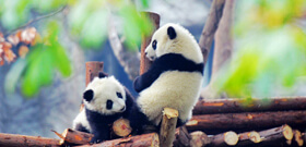 Image with missing alt attribute found on chinadiscovery.com