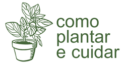 Como Plantar e Cuidar