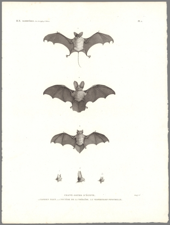 Planche 1 Zoologie, Mammif&egrave;res. Chauve-Souris D'&eacute;gypte; Panckoucke, C. L. F. (Charles Louis Fleury), 1780-1844; France. Commission des sciences et arts d'Egypte; 1826;