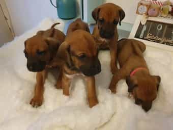 Unsere Hundebabies *JETZT RESERVIEREN * Rhodesian Ridgeback Welpen Ahnentafel