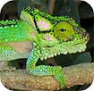 chameleons