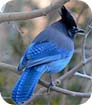 jays ravens crows
