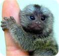 pygmy marmoset