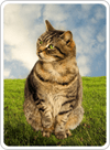 Image with missing alt attribute found on free-freecell-solitaire.com