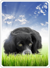 Image with missing alt attribute found on free-freecell-solitaire.com