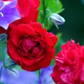 Image with missing alt attribute found on gartenjournal.net