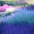 Image with missing alt attribute found on gartenjournal.net