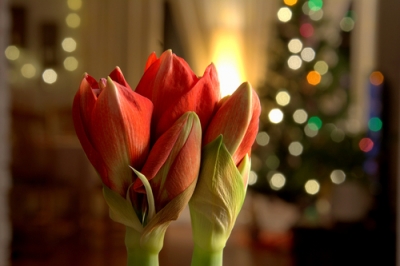 blume-des-monats-amaryllis