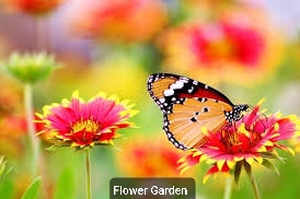 Godrej Ananda Amenities Flower Garden _ KIADB Aerospace Park Bagalur