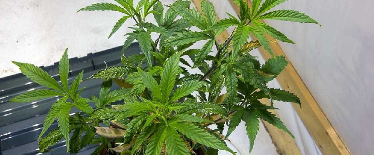 Image with missing alt attribute found on growweedeasy.com