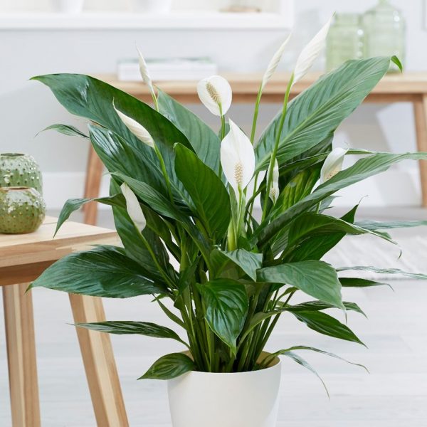 Image with missing alt attribute found on guiadejardineria.com