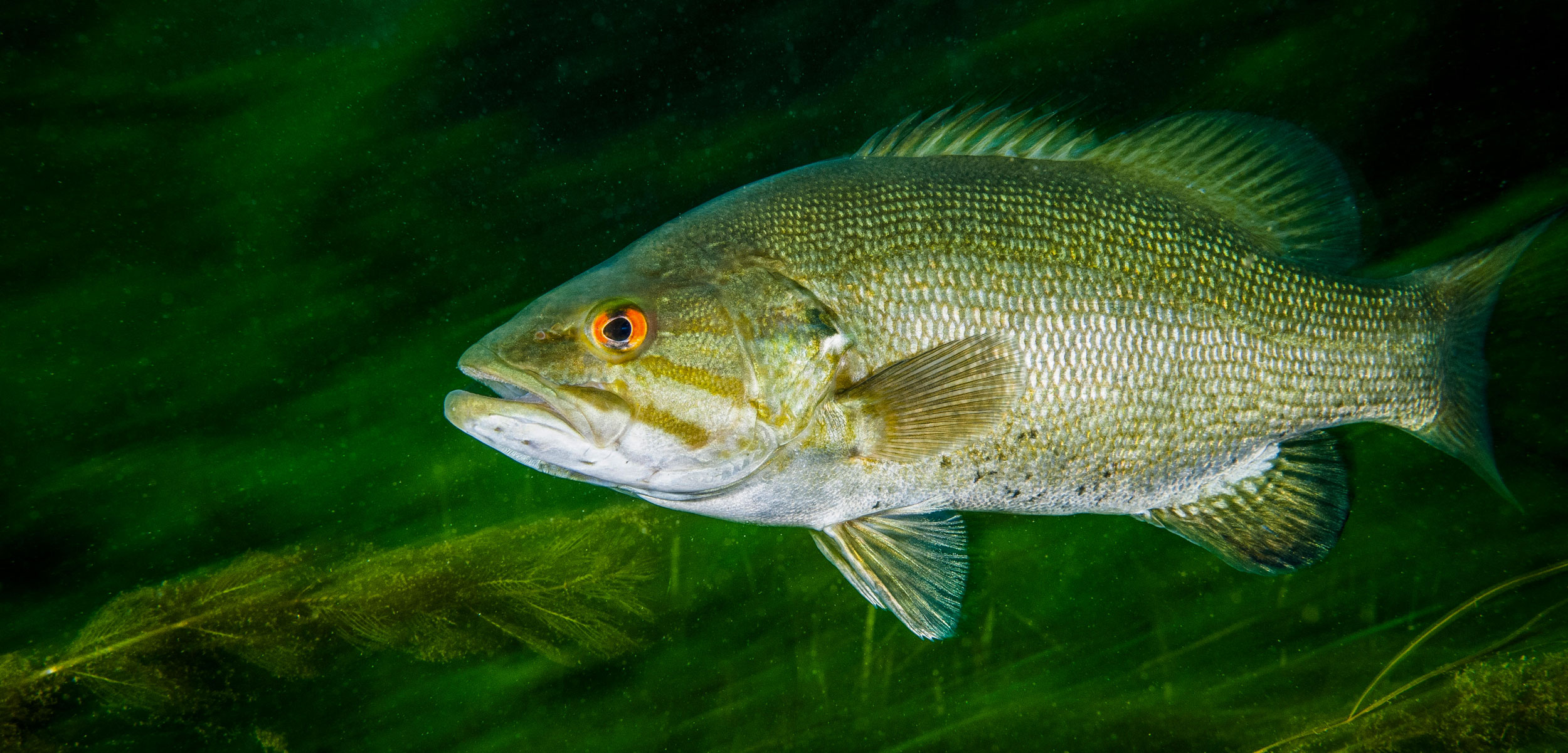 smallmouth bass