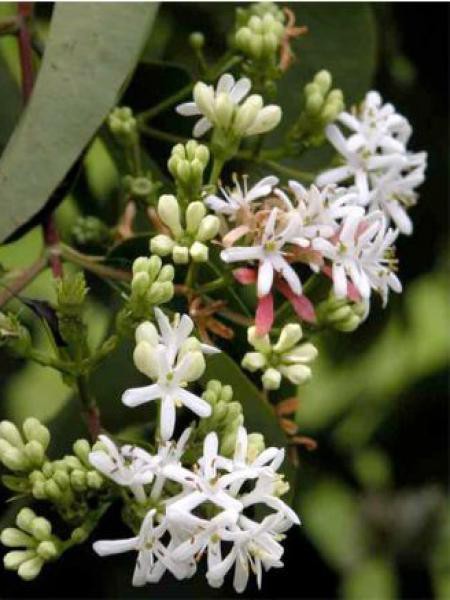 Heptacodium miconioides