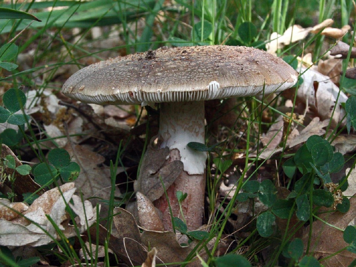 Amanita rubescens