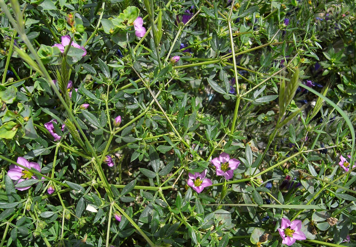 arbusto con florecillas de color lila
