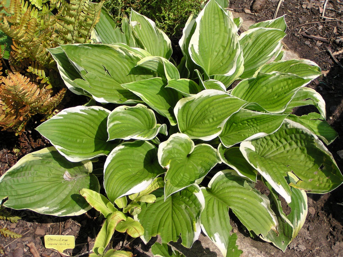 planta de grandes hojas de un color verde intenso