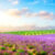 Fields of Provence Jigsaw Puzzle