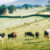 Taranaki Holsteins Jigsaw Puzzle
