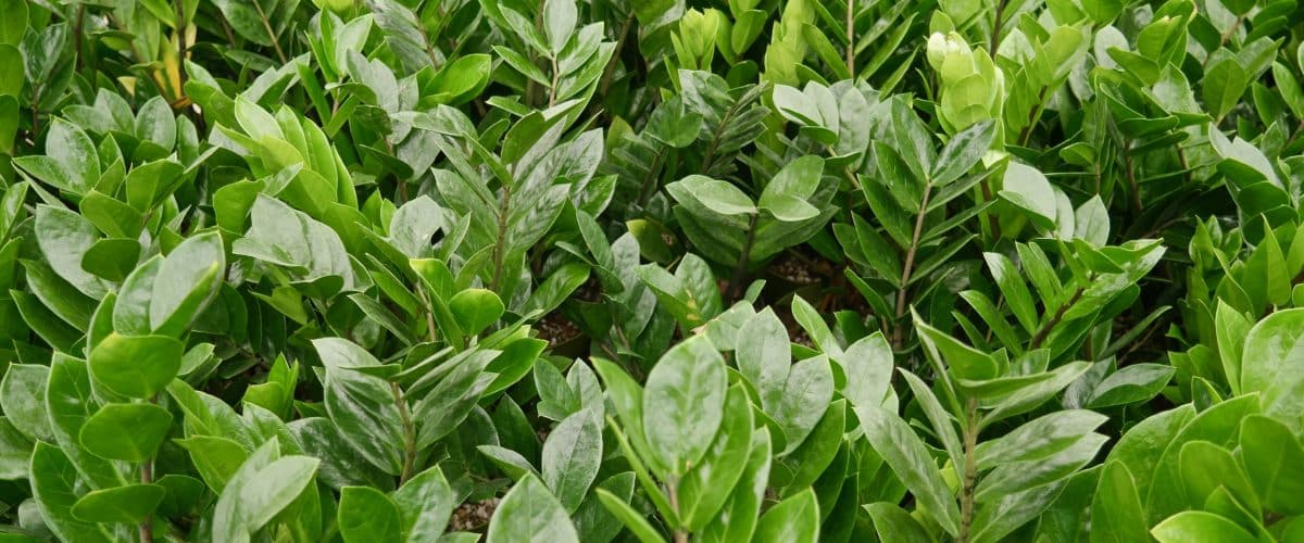 10 Easy Care Houseplants For Low Light