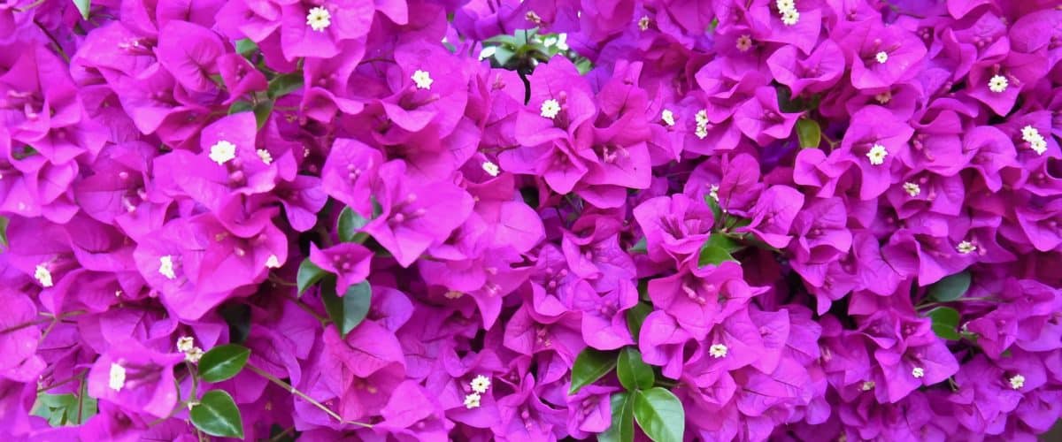 Bougainvillea Care & Growing Tips
