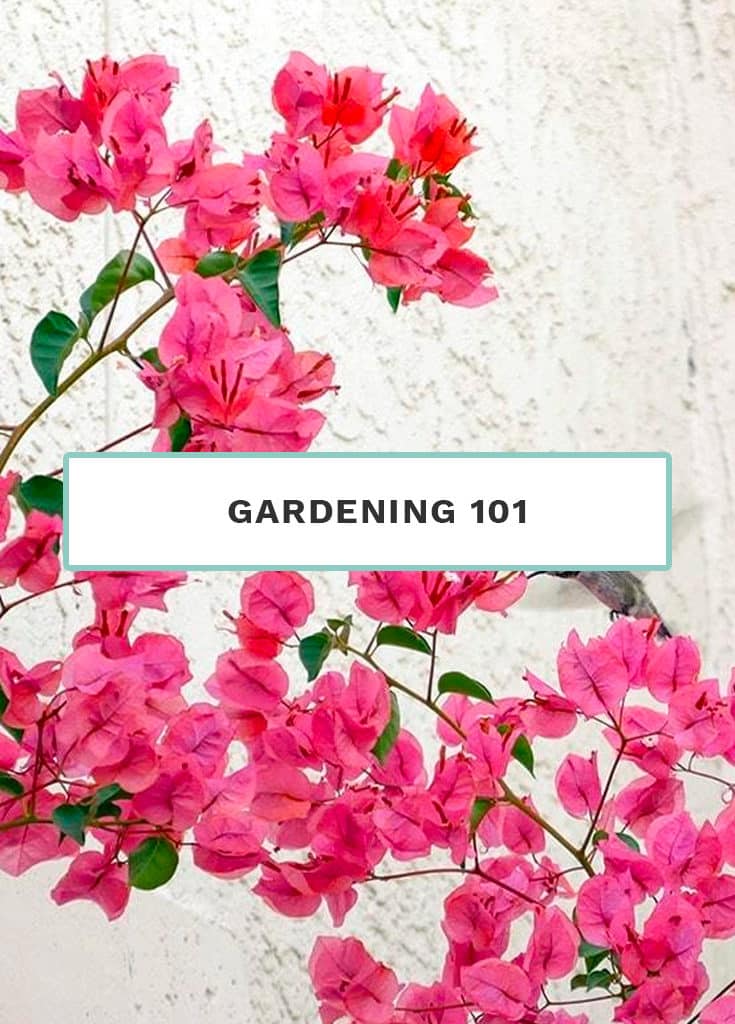 Gardening 101