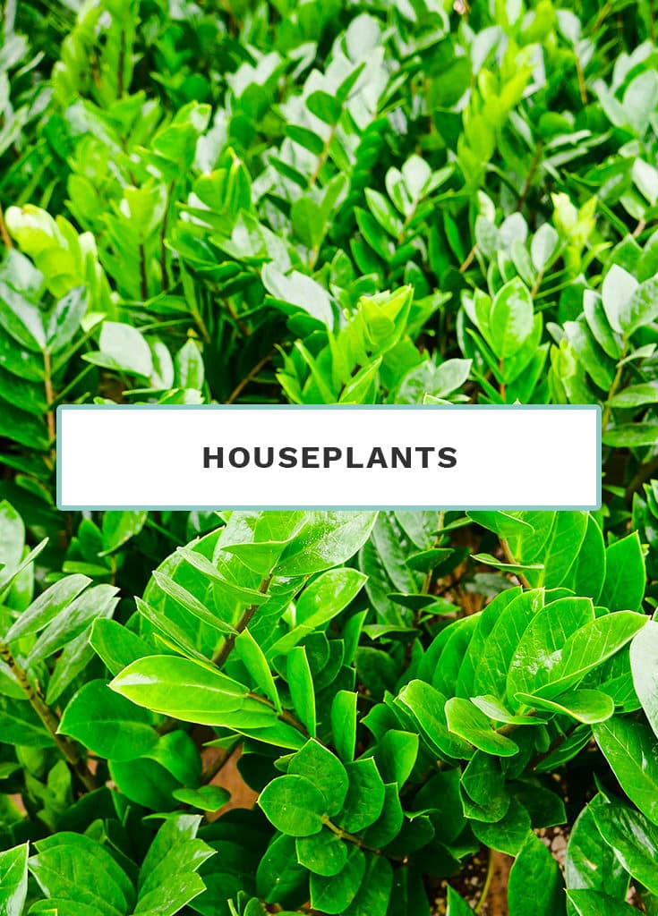 Houseplants