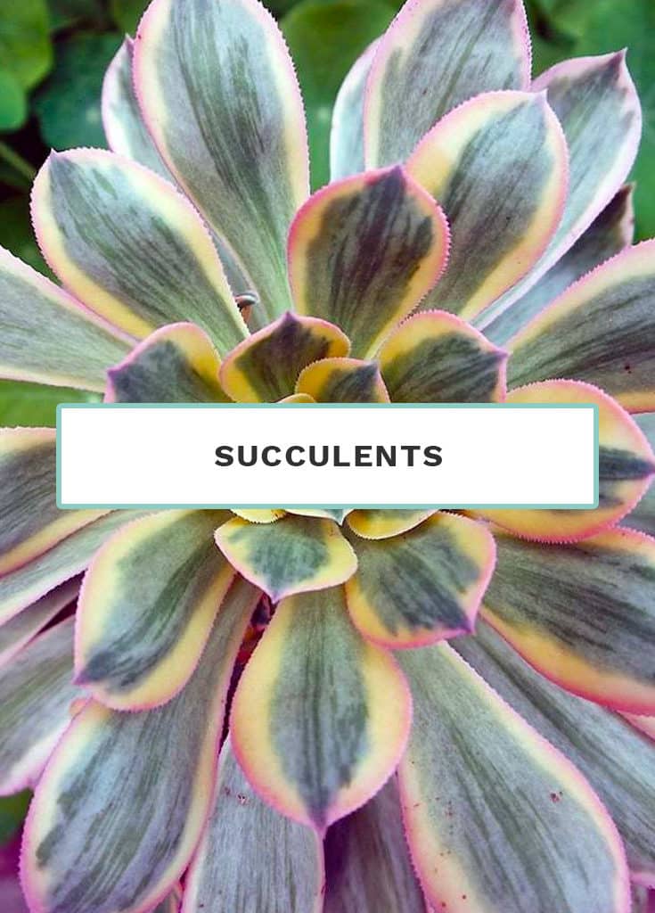 Succulents