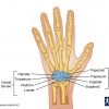 Carpal Bones Location