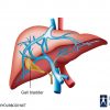 Location of Gallbladder