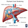 Liver Anatomy