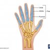 Location of Phalanges