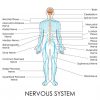 Location of Sciatic Nerve