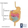 Location of the Small Intestine