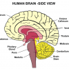 Corpus Callosum Location