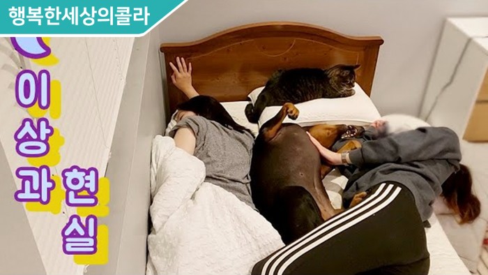 침대 좁다고 주인 밀쳐내는 강아지