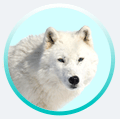 Image with missing alt attribute found on ligloo.fr