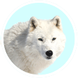 Image with missing alt attribute found on ligloo.fr