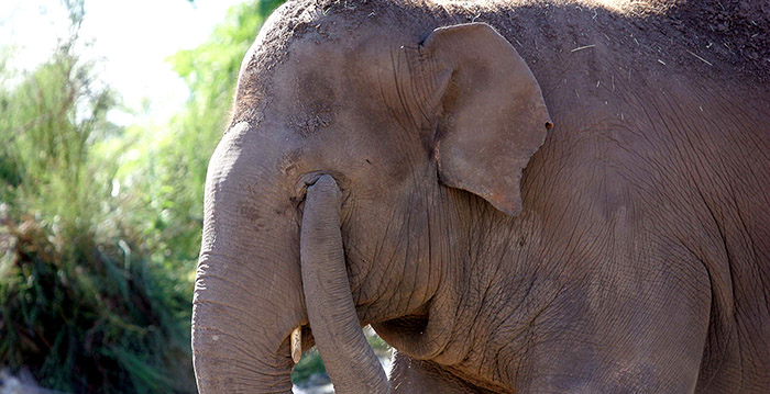 Gewaagd plan lijkt te slagen: dierentuin overnemen en alle dieren vrijlaten