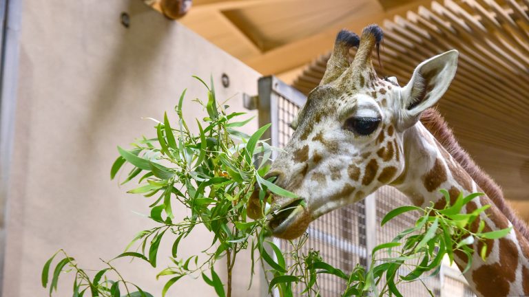 Image with missing alt attribute found on marylandzoo.org