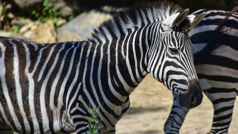 Image with missing alt attribute found on marylandzoo.org
