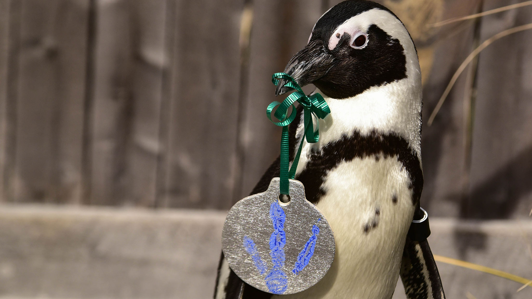 Image with missing alt attribute found on marylandzoo.org