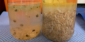 Image with missing alt attribute found on mbari.org