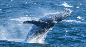 Image with missing alt attribute found on mbari.org