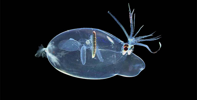 Image with missing alt attribute found on mbari.org